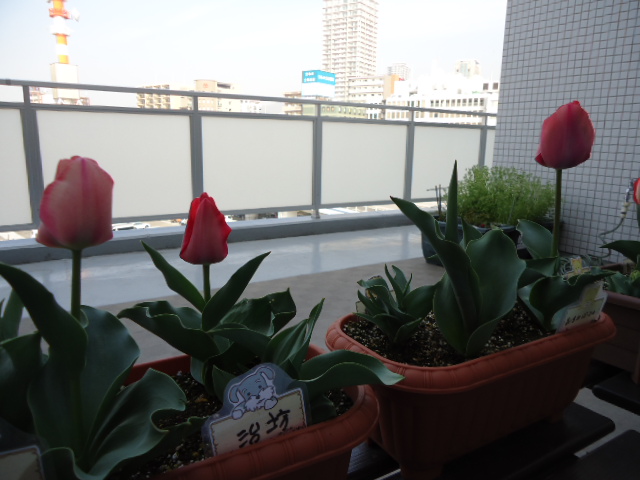 DSC00663.JPG
