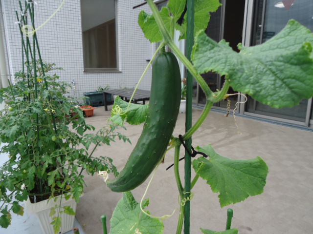 DSC00702.JPG