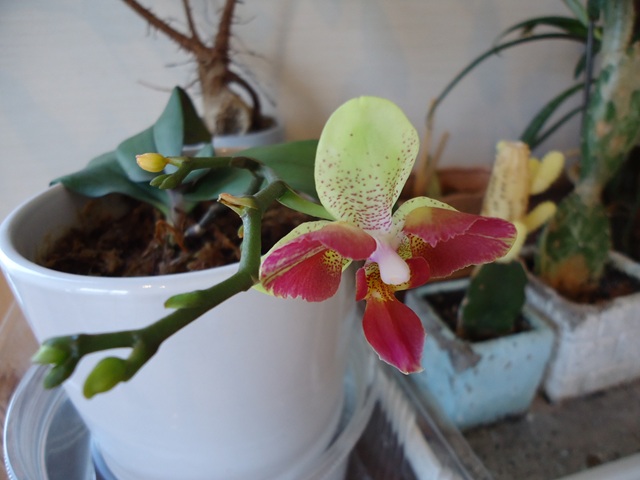 DSC01085.JPG